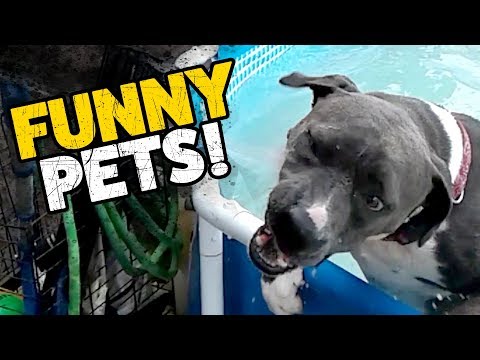 FUNNY PETS | Sometimes even our pets can FAIL in HILARIOUS WAYS