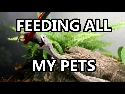 FEEDING ALL MY PETS (Snake Feeding Fail, Thanks Carlisle)