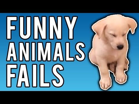 Funny Animal Fail Compilation of 2017 | Ultimate Pet Fails