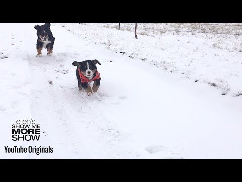 Epic or Fail: Epic Snow Pets