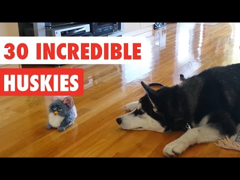 30 Incredible Huskies | Funny Dog Video Compilation 2017