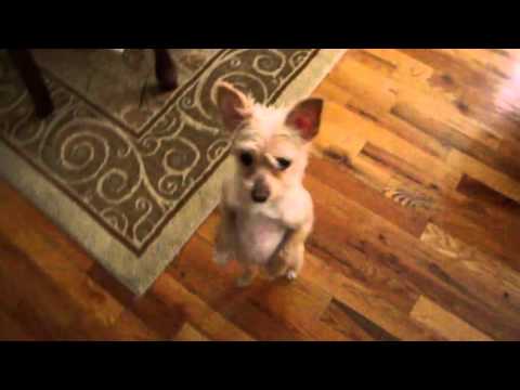 ☺ AFV Part 338 - Dogs & Puppies Are Awesome (Funny Clips Fail Montage Compilation)