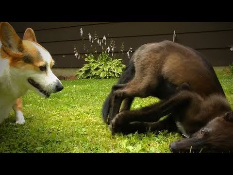 Funny Pets Fails 😂🐶 Funny Dogs Who Fail at Being Dogs (Part 1) [Funny Pets]