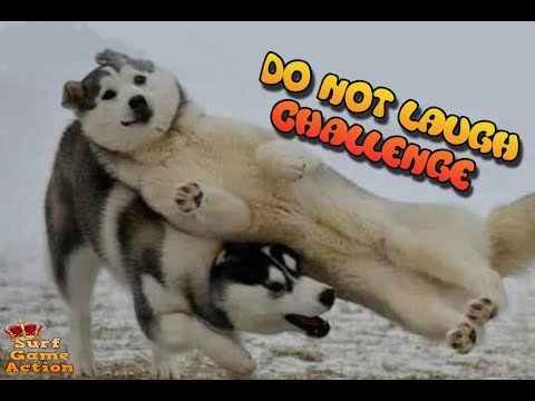 DO NOT LAUGH CHALLENGE (99% FAIL) - Funny pet edition