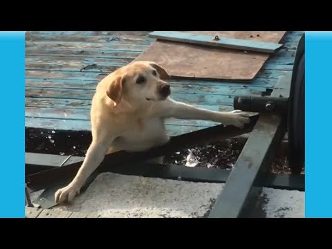 Funny dogs vs water moments 🤣 😂 🐶🐶