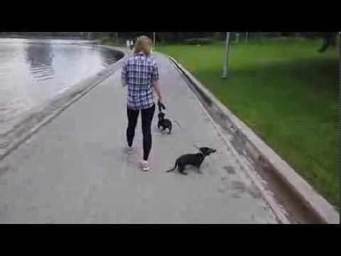 Dog Fail Falls into Water