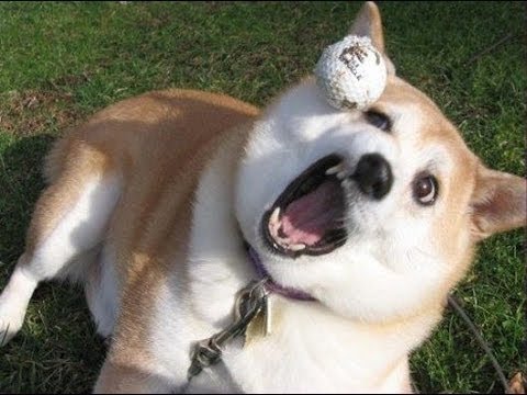 Ultimate Best Funniest Dogs Fail Videos Compilation