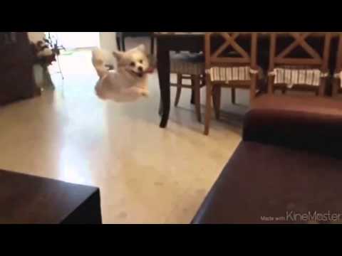 Dog Believes It Can Fly Fail