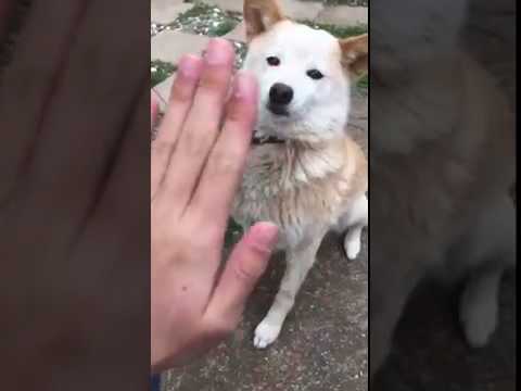 fabulous dog high five fail funny reaction