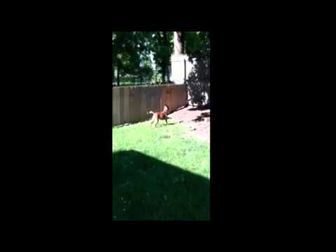 VIRAL VIDEO #7 NEW FENCE FOR THE DOG FAIL!