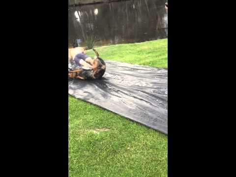 Water slide dog fail