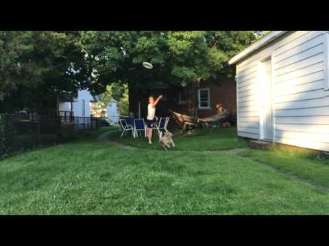 Frisbee Dog Fail