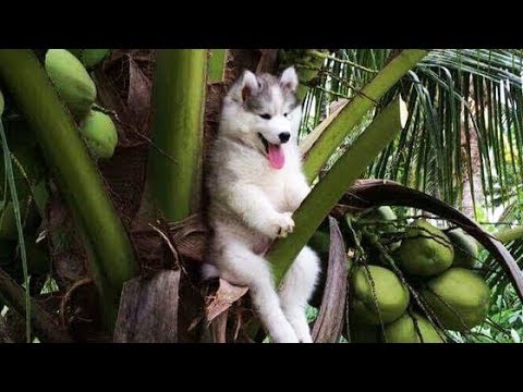 Top of Husky Dog Fail | FUNNY Pets Video Compilation