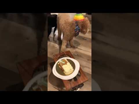 Funny Dog videos- Birthday cake fail !! Joy!!