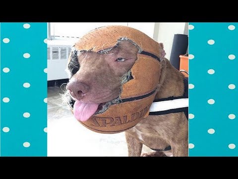 TRY NOT TO LAUGH- Funny Dog Fails Compilation|| Funny Babies and Pets Fail