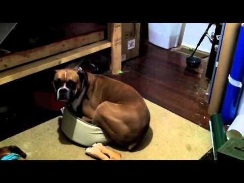 Dog Fail - Boxer Early Sleeps in Kitty Bed