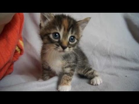 BEST FUNNY KITTY CAT FAILS! Fail Compilation with Cute Cats & Kittens - Cats Funny