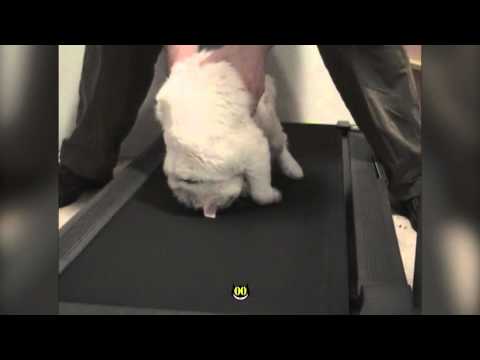 Lazy Cat On Treadmill || HiCat Funny - Fitness Fail