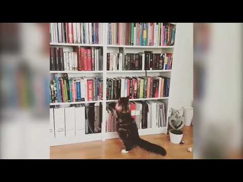 Funny Cats: Try Not to LAUGH - BEST Cat Fail Compilation