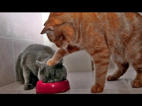 Funny Videos - Funny Cat Fail Compilation