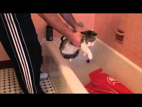 Cat Bath Fail