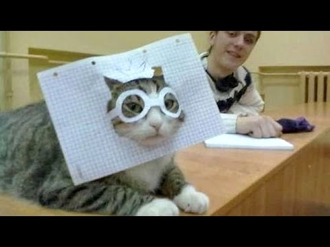 PETS & ANIMALS NEVER FAIL to MAKE US LAUGH - Best & funniest ANIMAL compilation