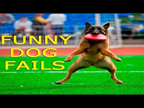 Funny Dogs - Funny Dog Fails - Funny Dogs Compilation - Funny Animals Compilation
