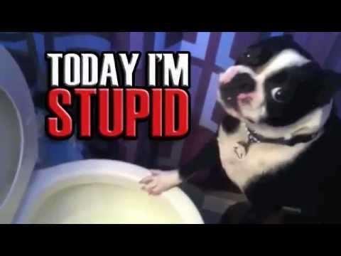 Fail Compilation CRAZY PUKING DOGS #1  || TIS ||