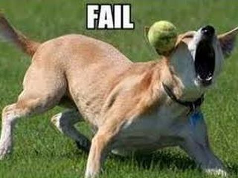 Funny Animals - Funny Dogs FAIL Compilation